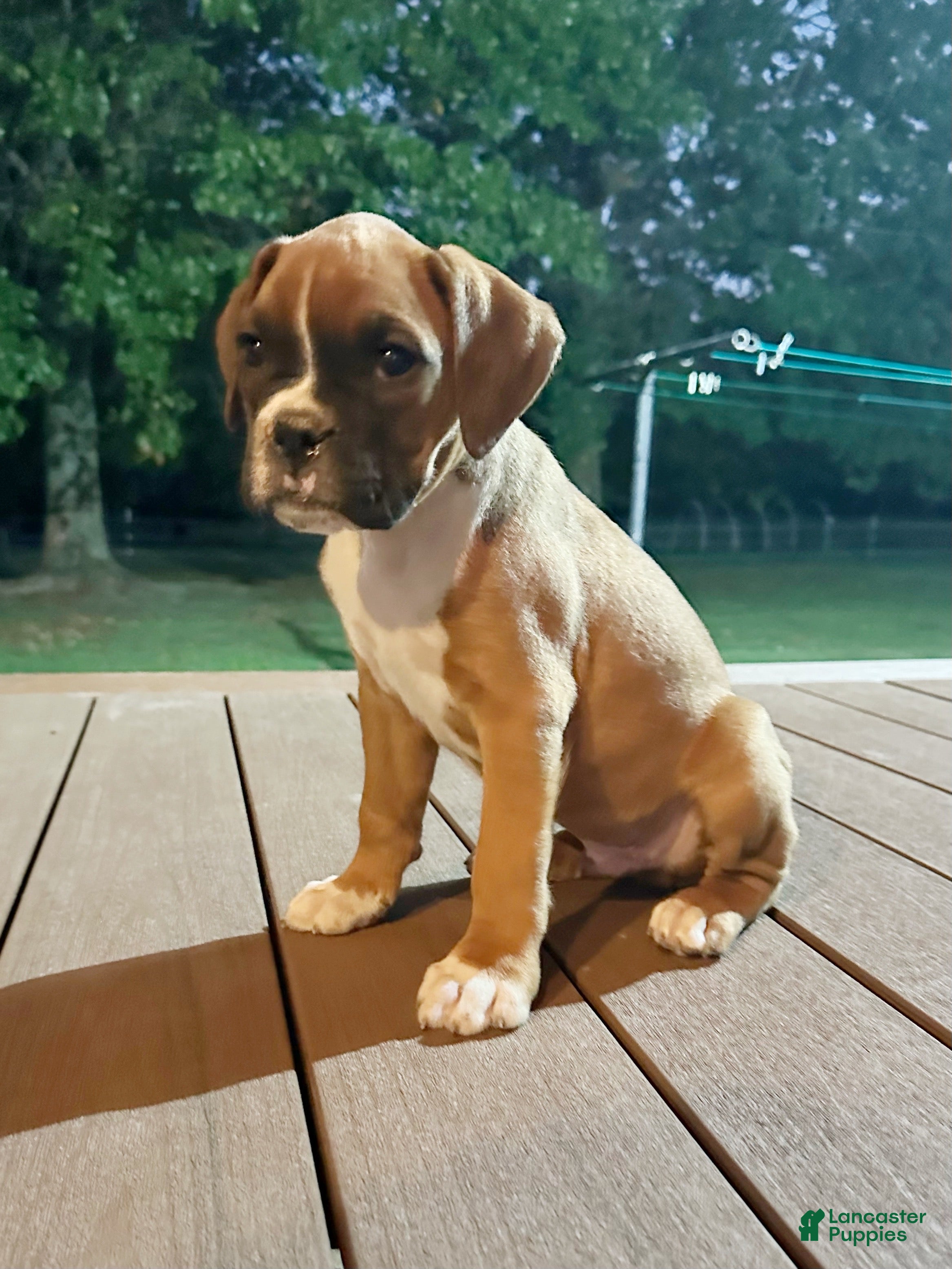 Boxer dogs for sale: Ash - Ad 2