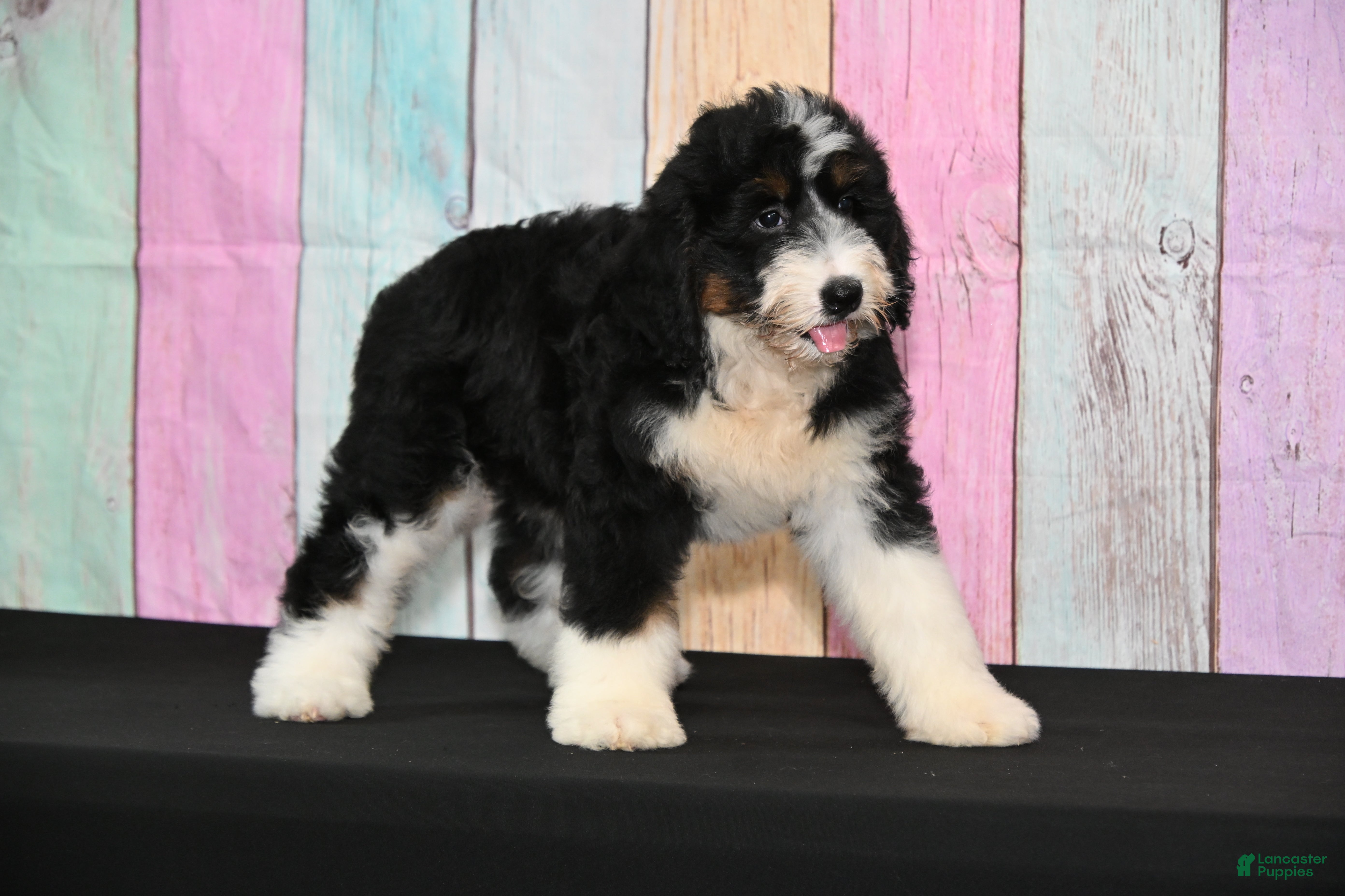Bernedoodle dogs Bernedoodle 3 - Ad 11