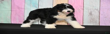 Bernedoodle 3