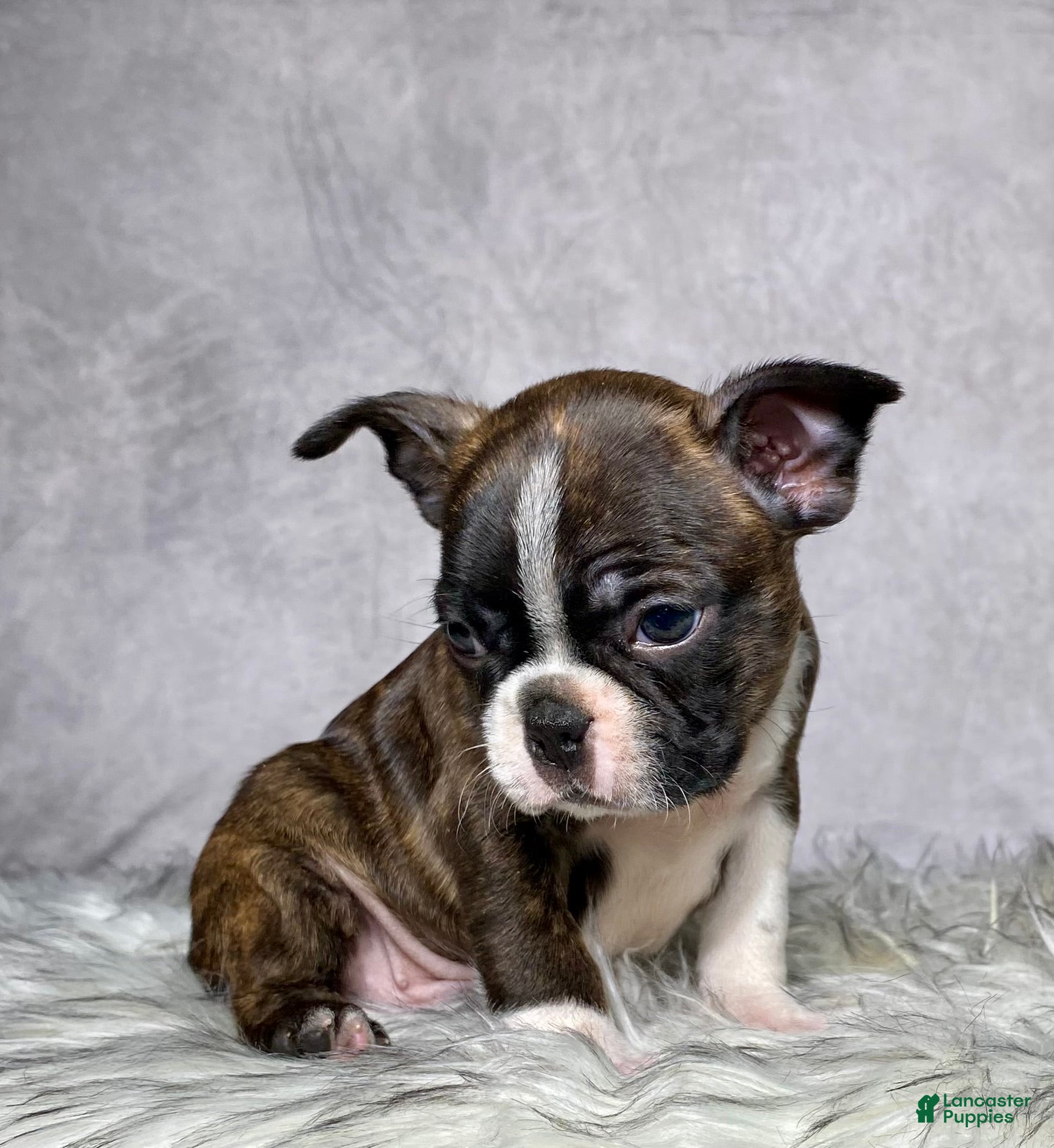 Boston Terrier dogs Mr. Max - Ad 2