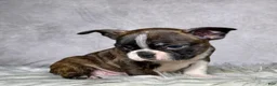 Boston Terrier dogs for sale: Mr. Max - Ad 2