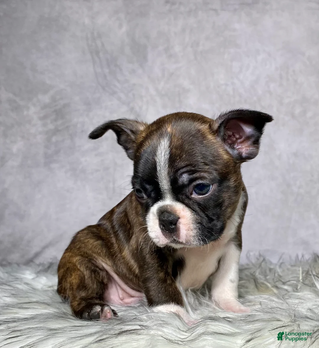Boston Terrier dogs for sale: Mr. Max - Ad 2
