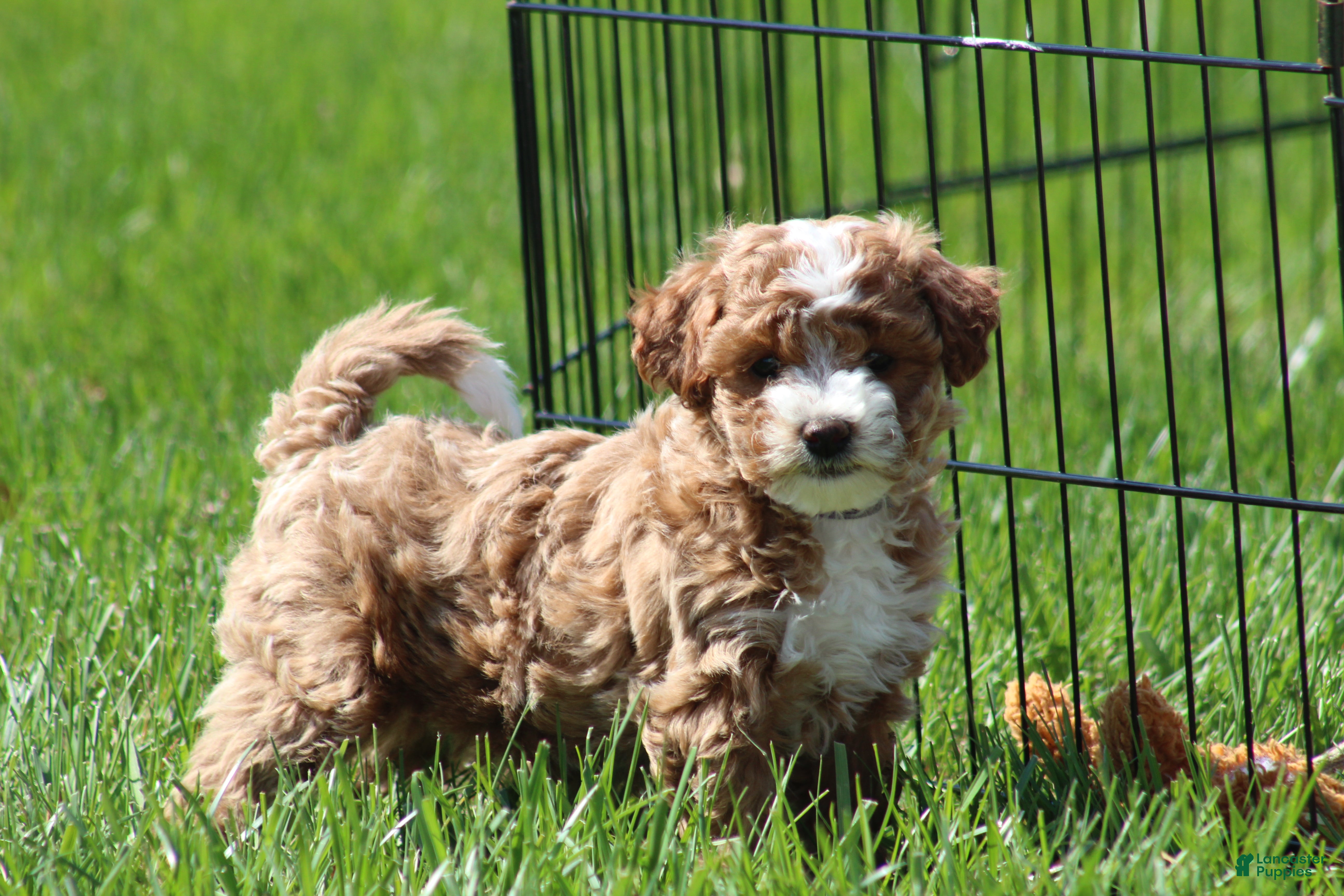 Bichpoo dogs Bailey - Ad 2