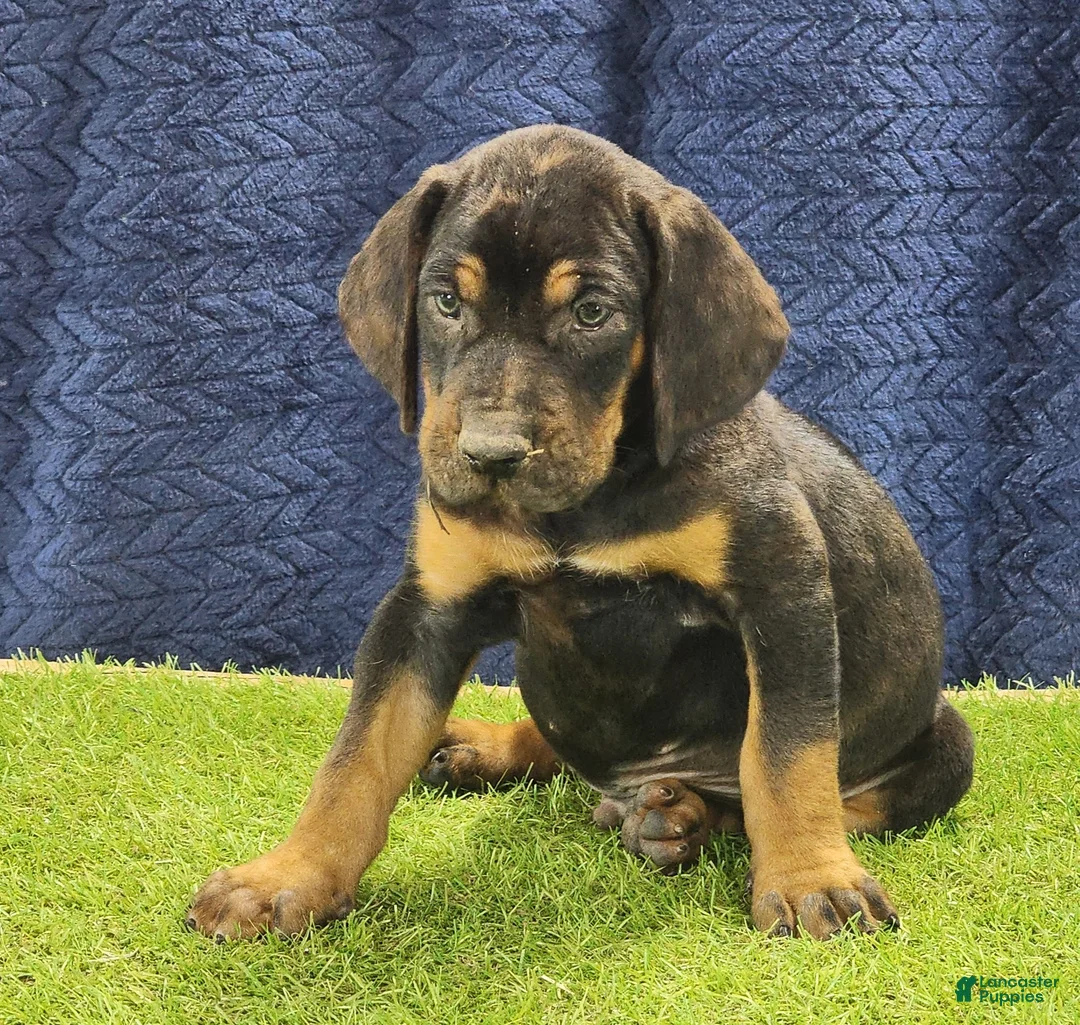 Mixed Breed dogs for sale: 2025 Bloodahoula Male 1 "Curly" - Ad 14