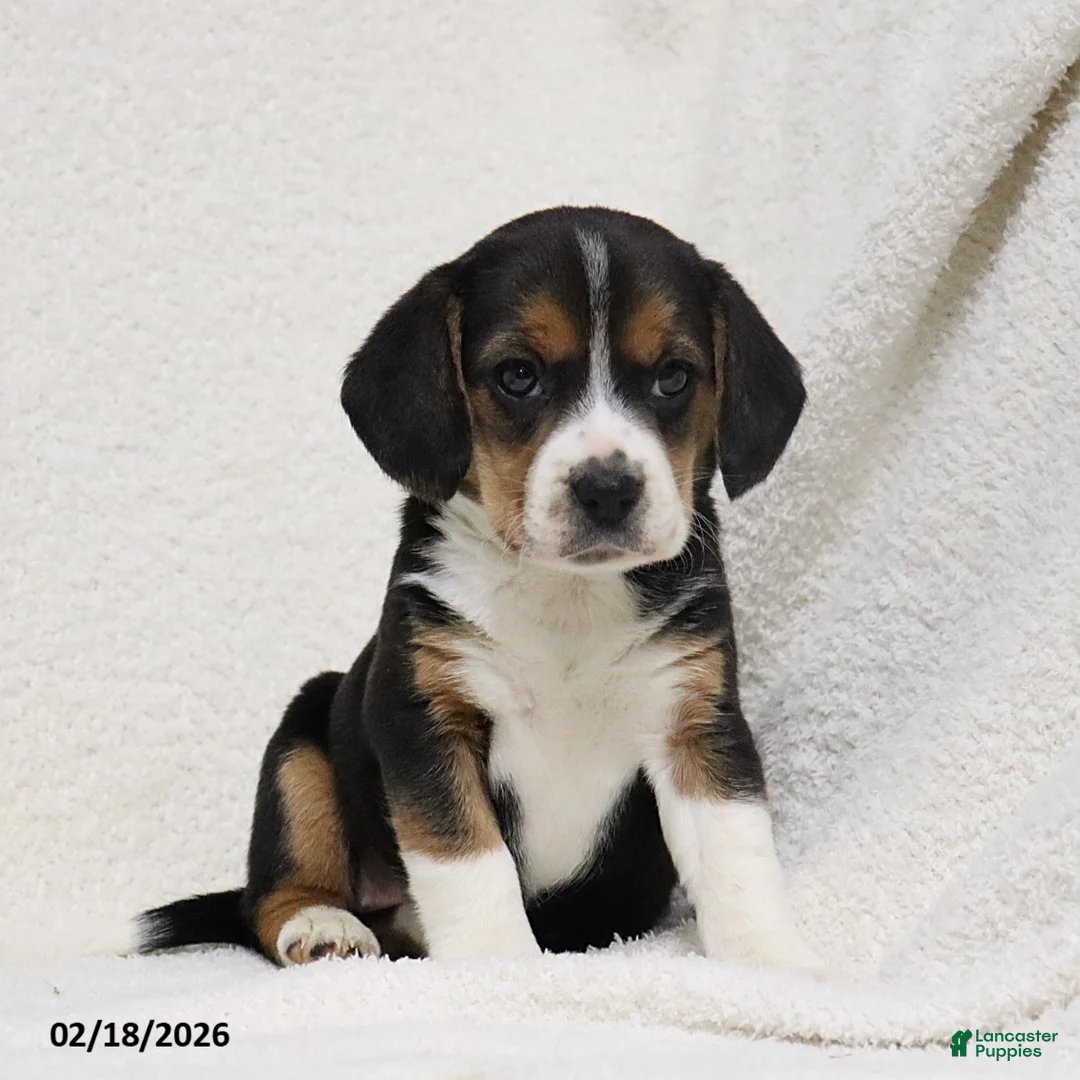 Beagle dogs for sale: Nikki - Ad 3