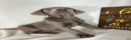 Labrador Retriever dogs for sale: Slate - Ad 2