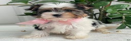 Biewer Terrier dogs for sale: Chai - Ad 6