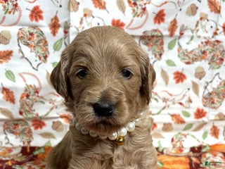 Goldendoodle dogs - Ad 3