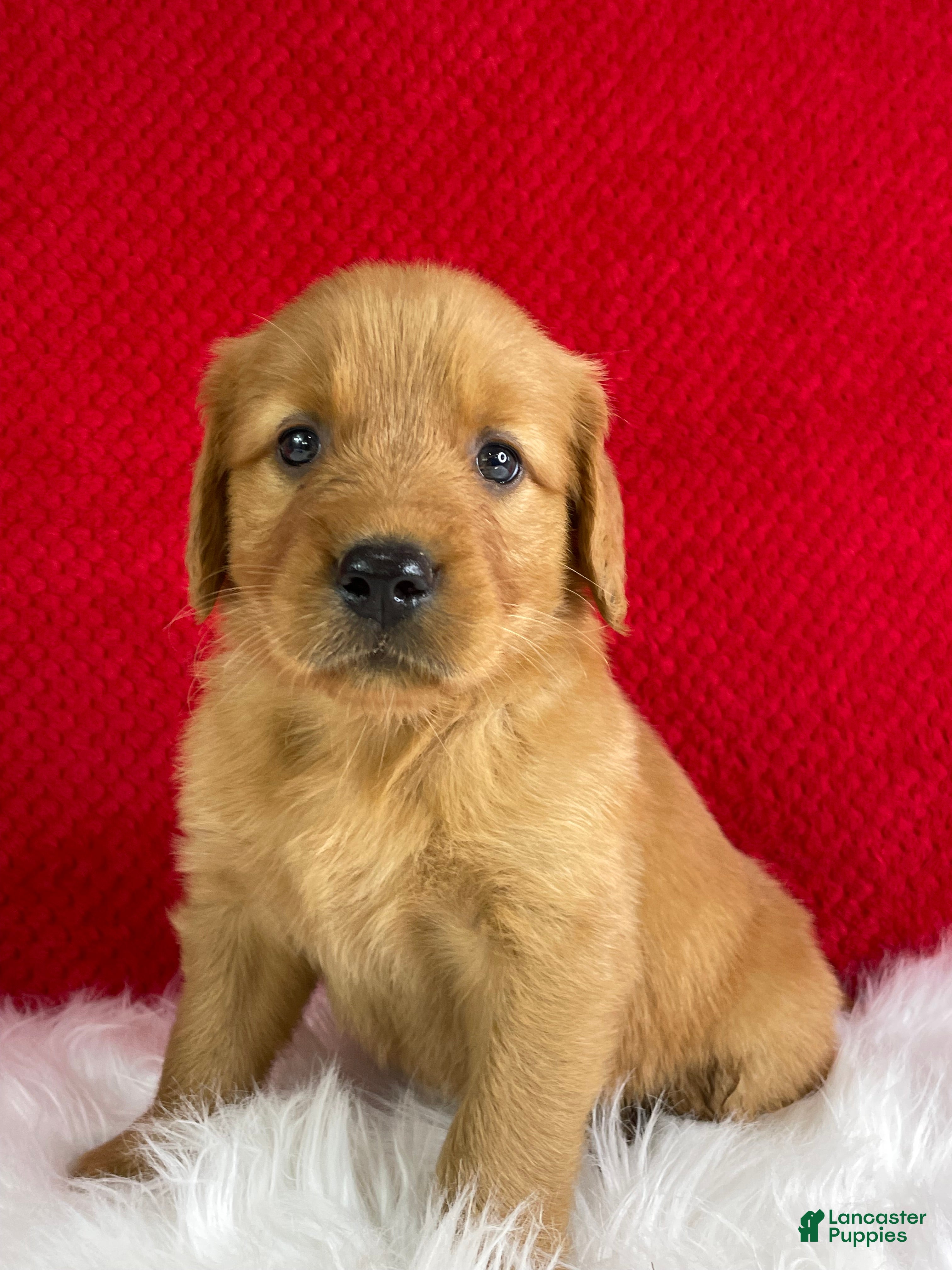 Golden Retriever dogs Bailey - Ad 2