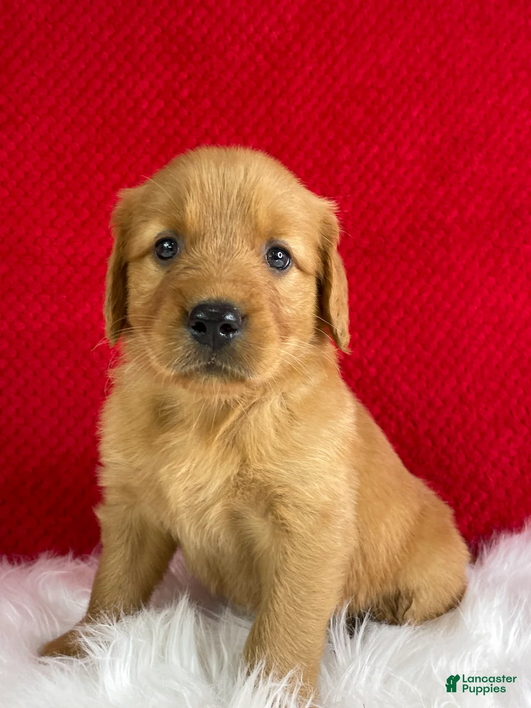 Golden Retriever dogs for sale: Bailey - Ad 2