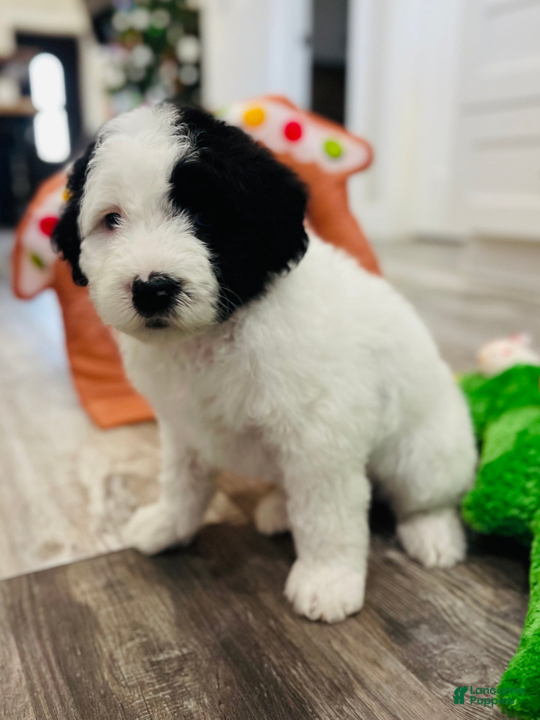 Sheepadoodle dogs for sale: Sheepadoodle Puppy 4 - Ad 6