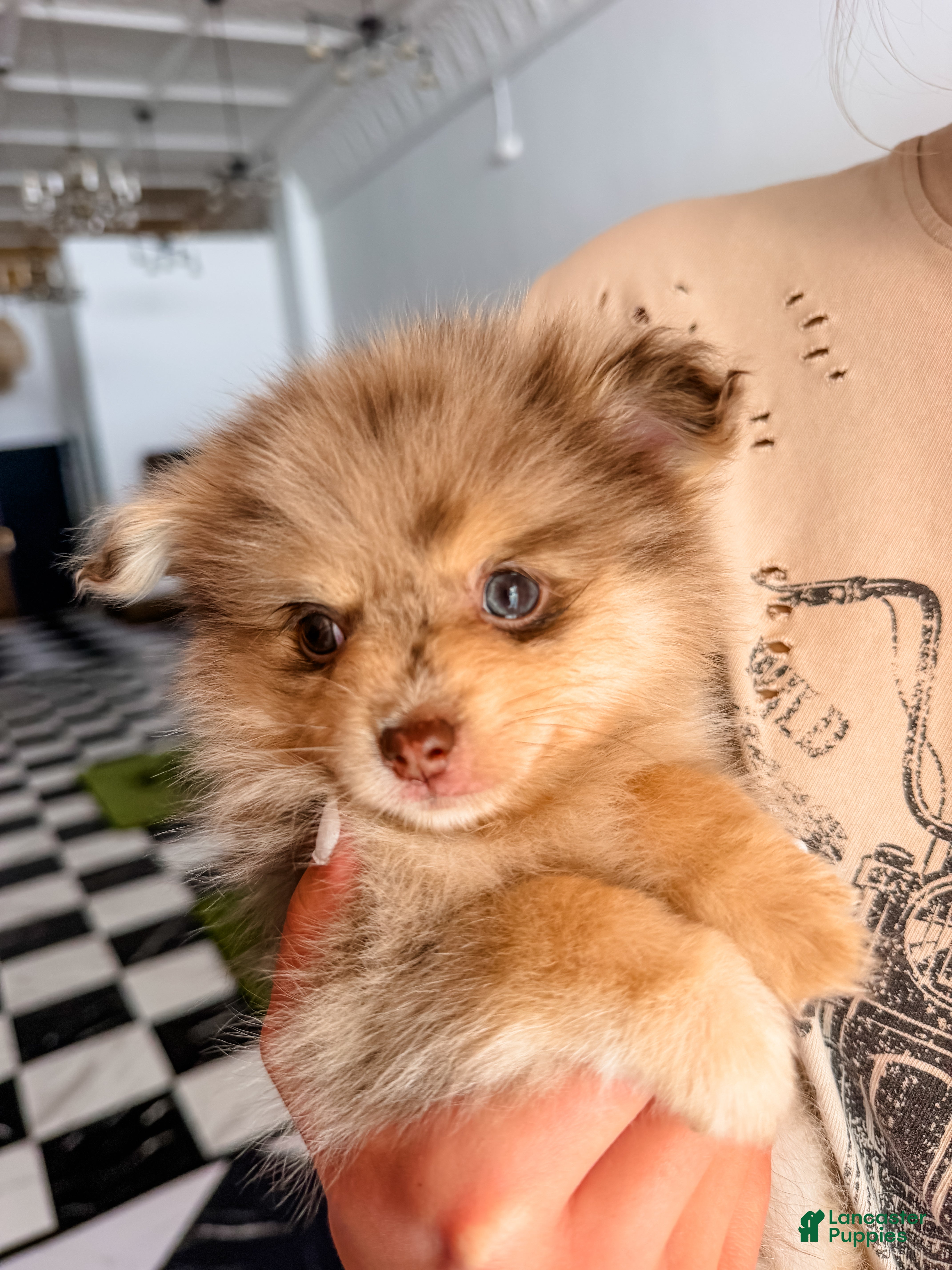 Pomeranian dogs Fallon  - Ad 2