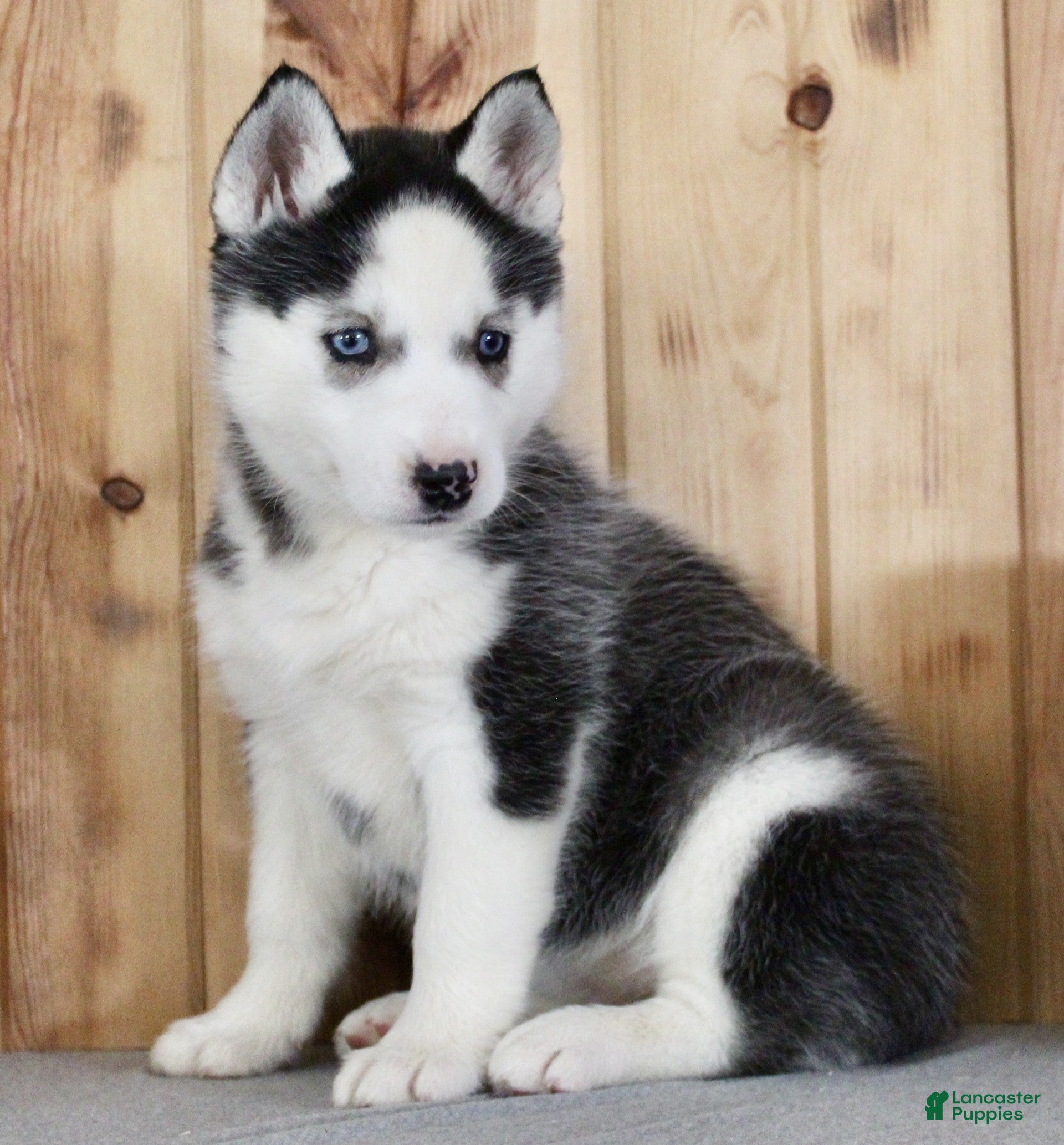 Siberian Husky dogs Lulu - Ad 2