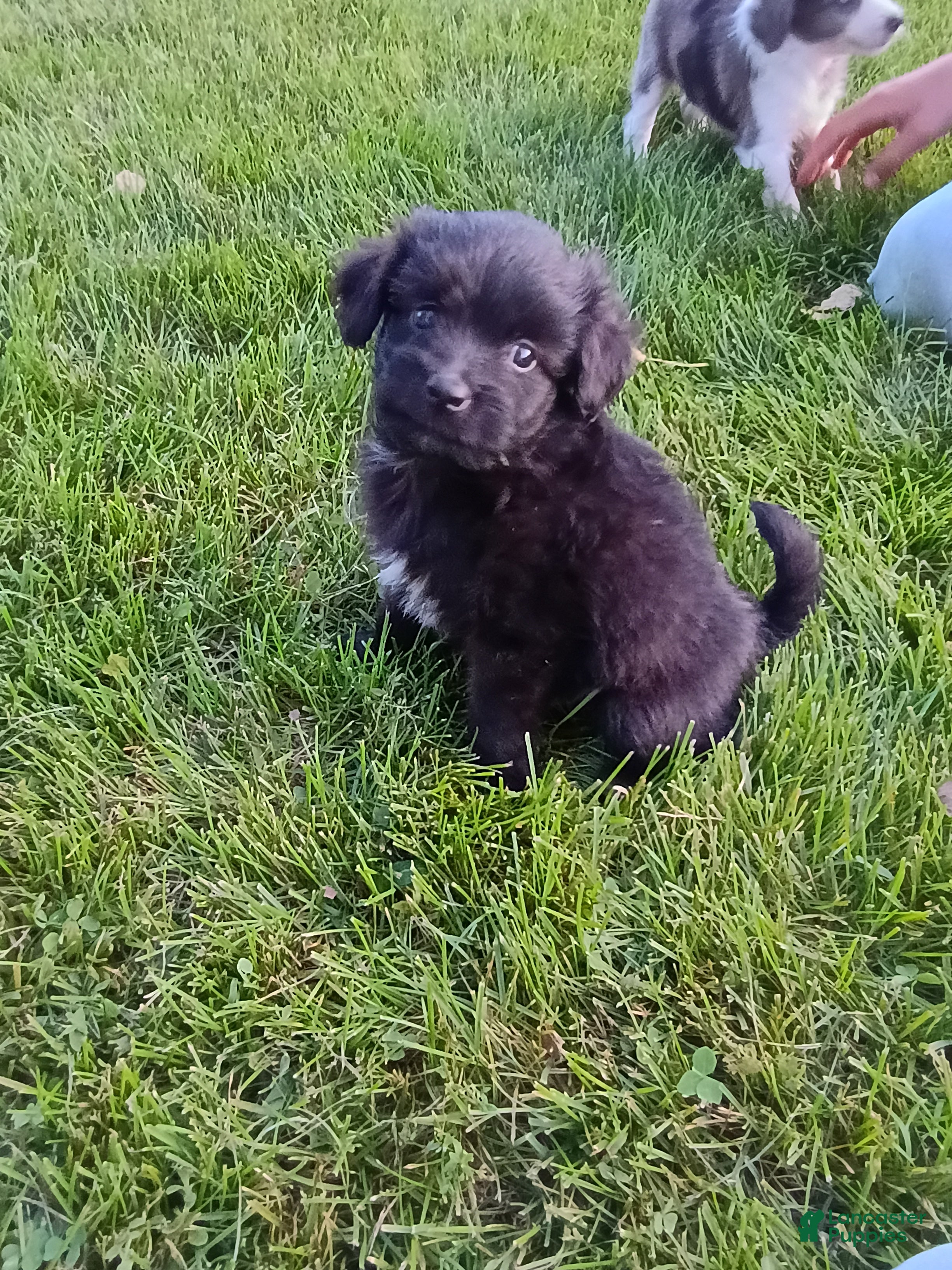 Mini Aussiedoodle dogs Allie  - Ad 1