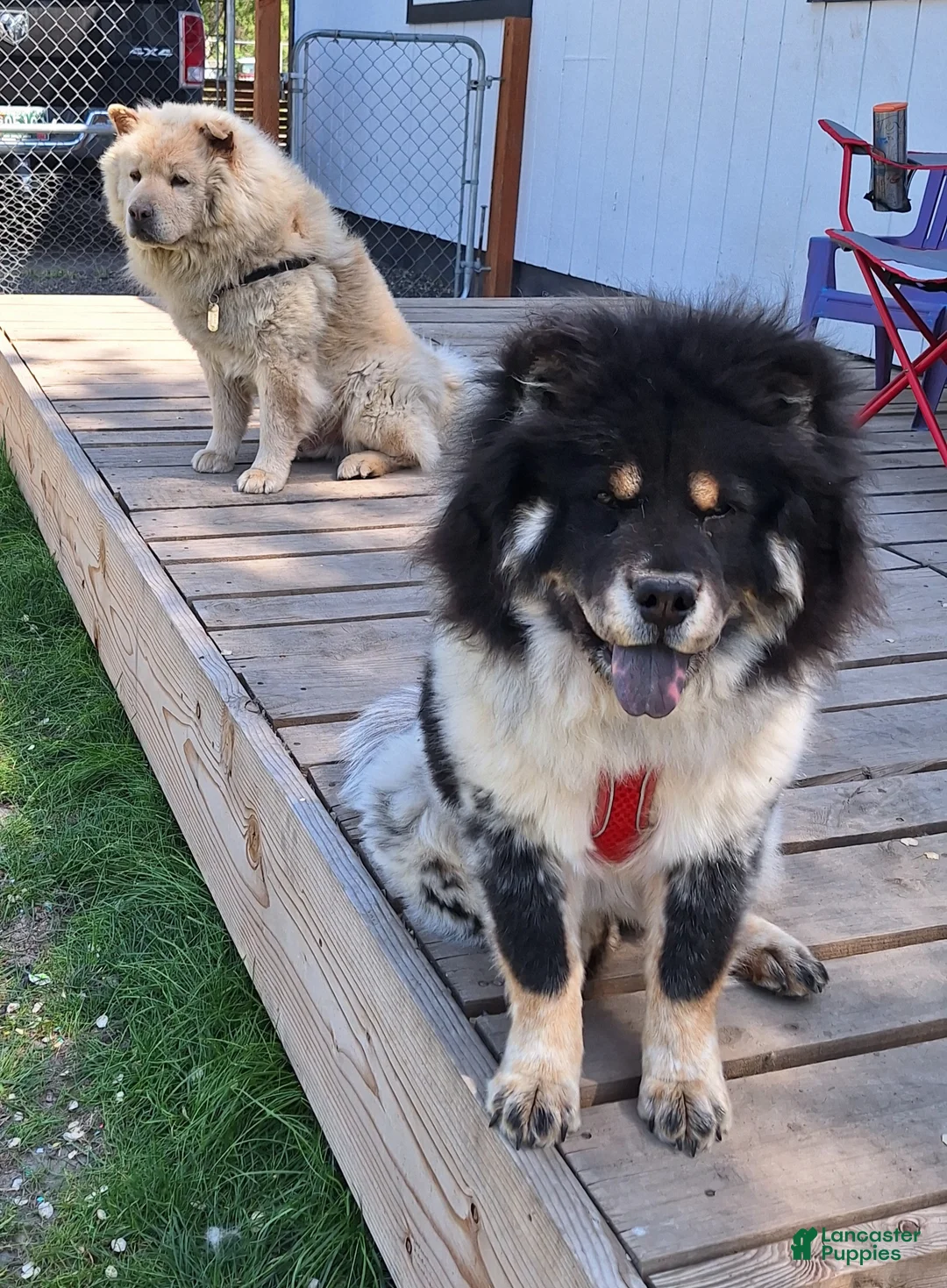 Chow Chow dogs for sale: Chow Chow Puppy 2 - Ad 2