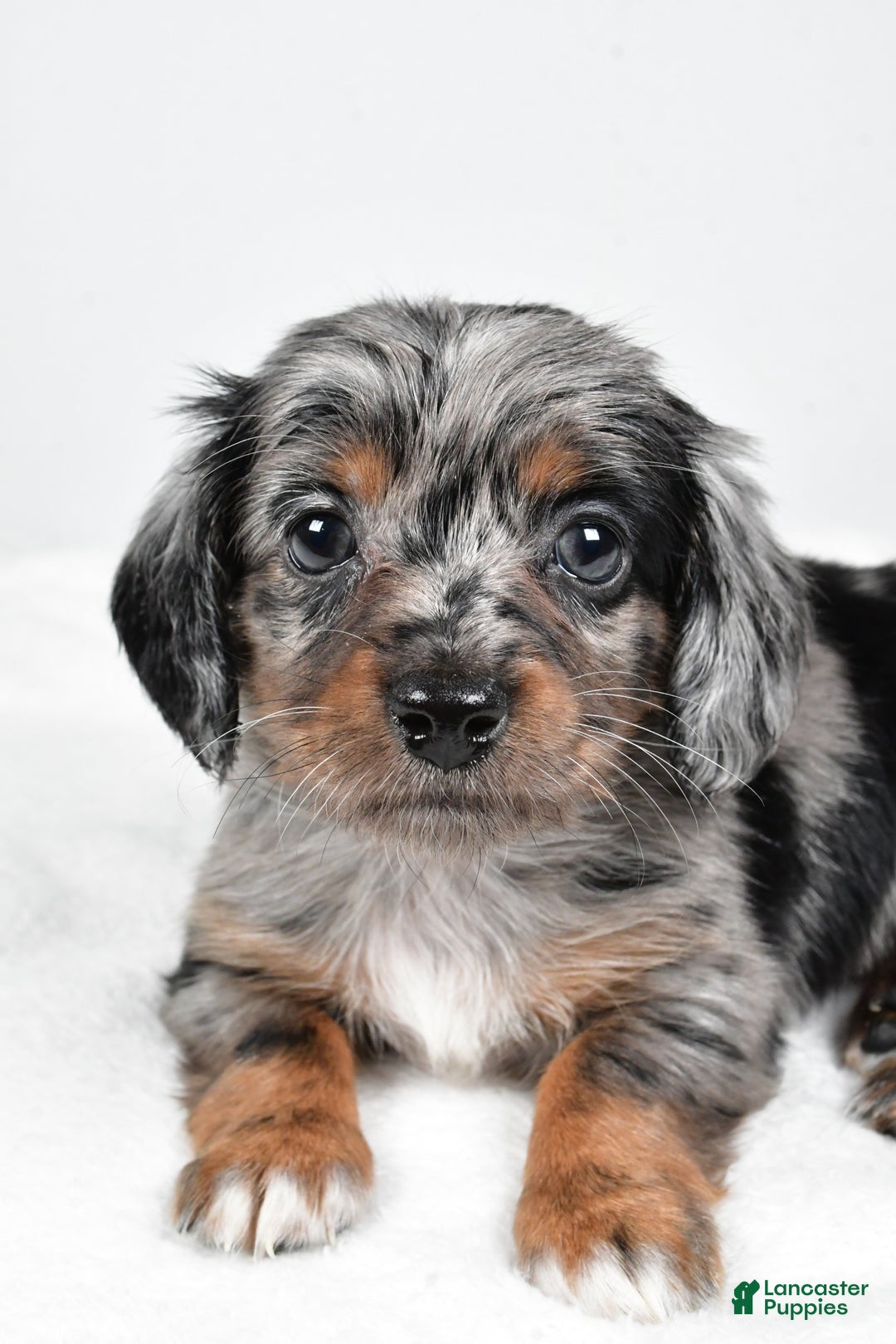 Miniature Dachshund dogs for sale: Bella - Ad 4
