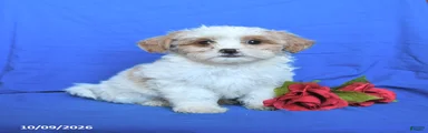 Sugar