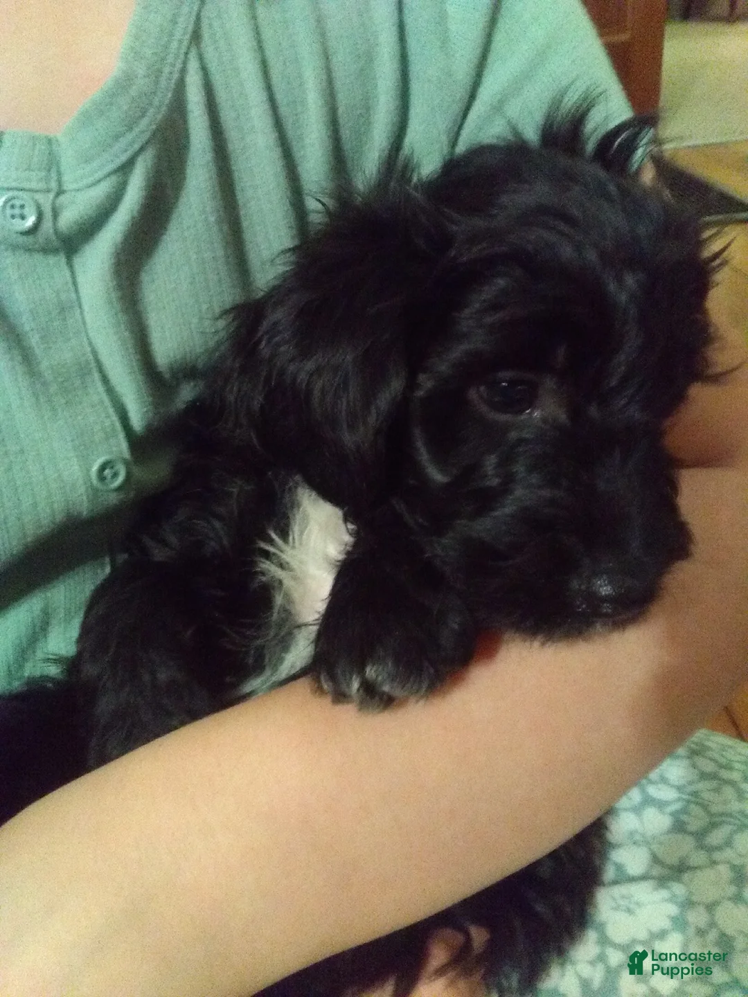 Mixed Breed dogs for sale: Lanie - Ad 2