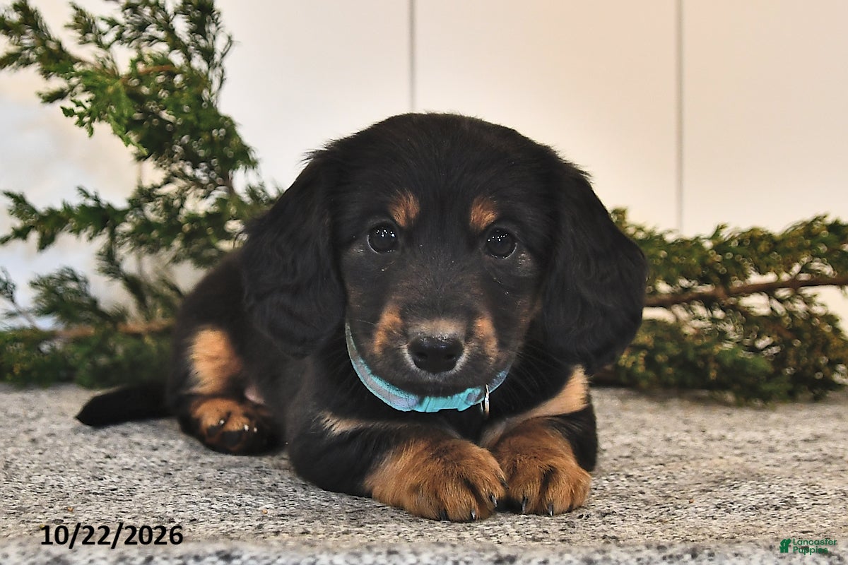 Miniature Dachshund dogs for sale: Freddy  - Ad 2