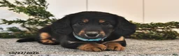 Miniature Dachshund dogs for sale: Freddy  - Ad 2
