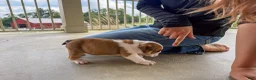 English Bulldog dogs for sale: Archie - Ad 6