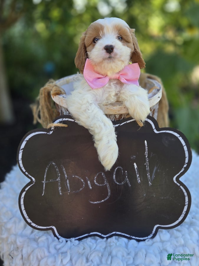 Cavapoo dogs Abigail - Ad 1