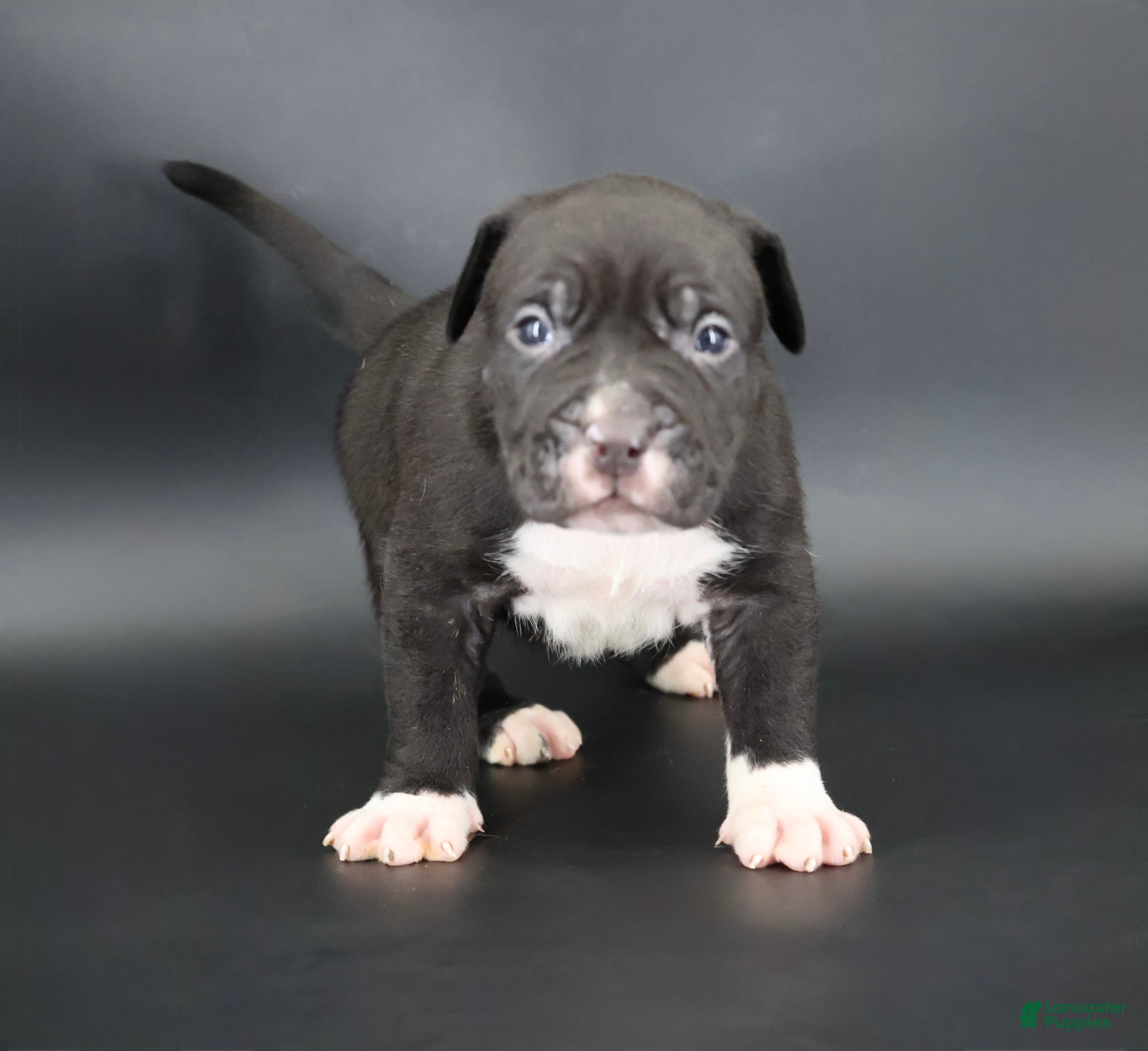 American Bully dogs Perseus - XL - ABKC - Ad 1