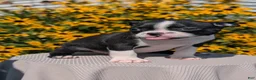 Boston Terrier dogs for sale: Teddy - Ad 3