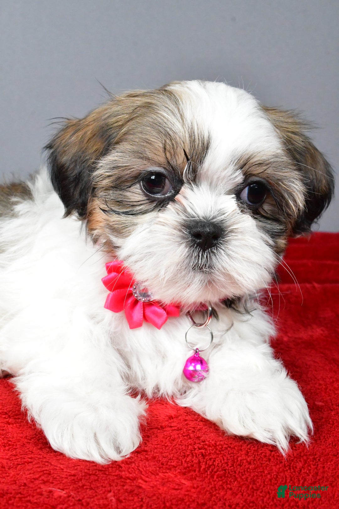 Shih Tzu dogs for sale: Cassidy - Ad 5