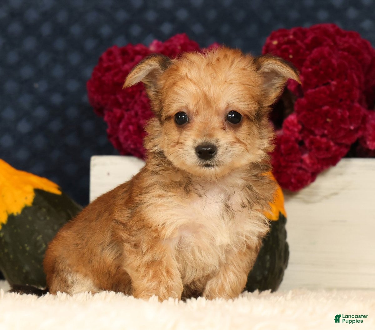 Yochon dogs for sale: Timmy - Ad 1