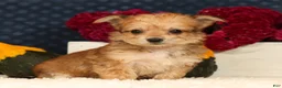 Yochon dogs for sale: Timmy - Ad 1