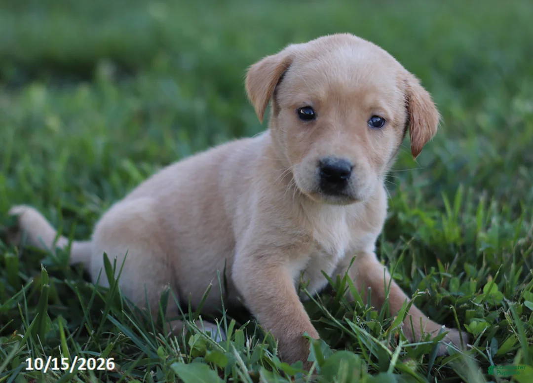 Labrador Retriever dogs for sale: Pearl - Ad 4