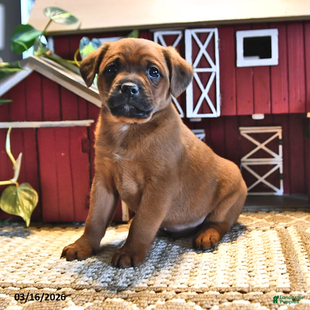 Mixed Breed dogs for sale: Cody - Ad 2