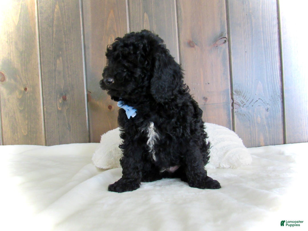Mini Goldendoodle dogs for sale: Jordan - Ad 8