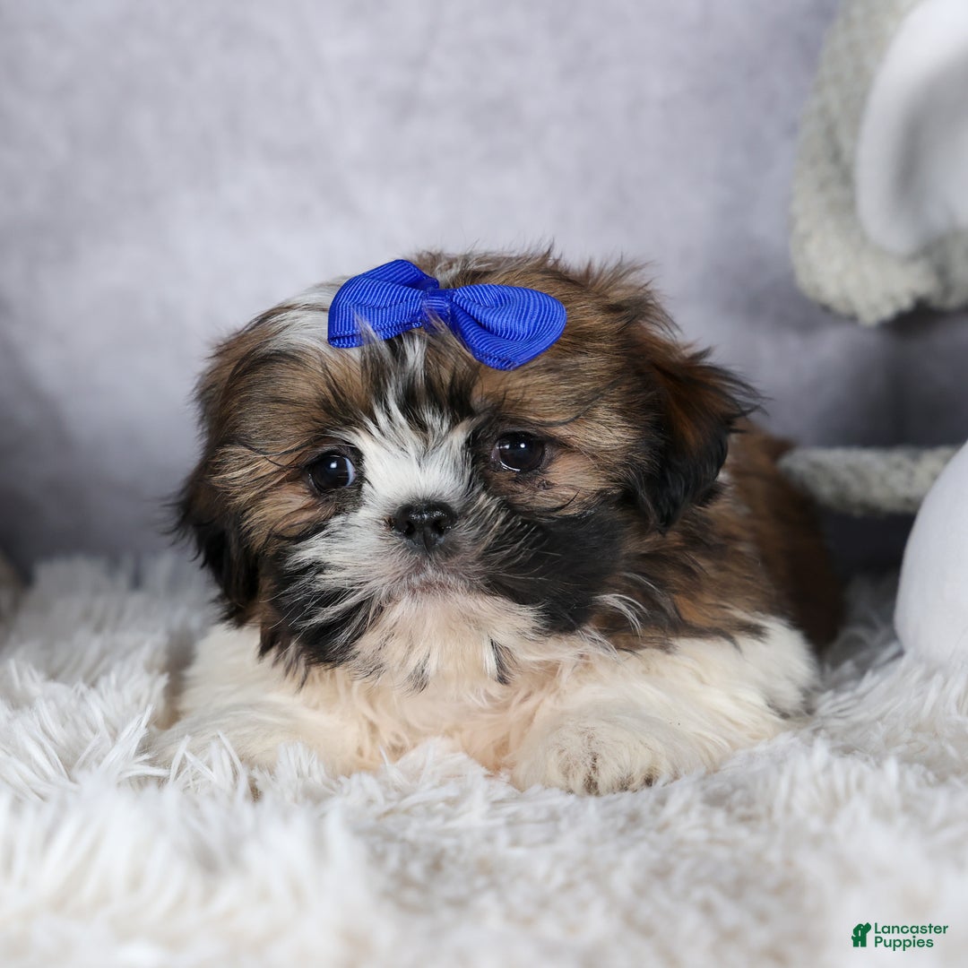 Shih Tzu dogs for sale: OLIVER - Ad 9