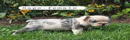 Olde English Bulldogge dogs for sale: Olde English Bulldogge 4 - Ad 2