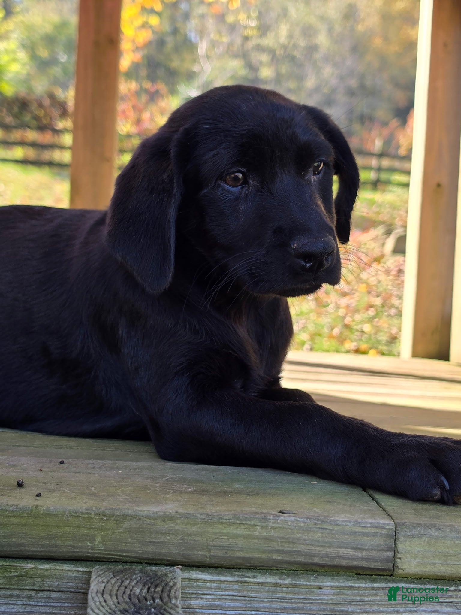 Labrador Retriever dogs Bonnie - Ad 27