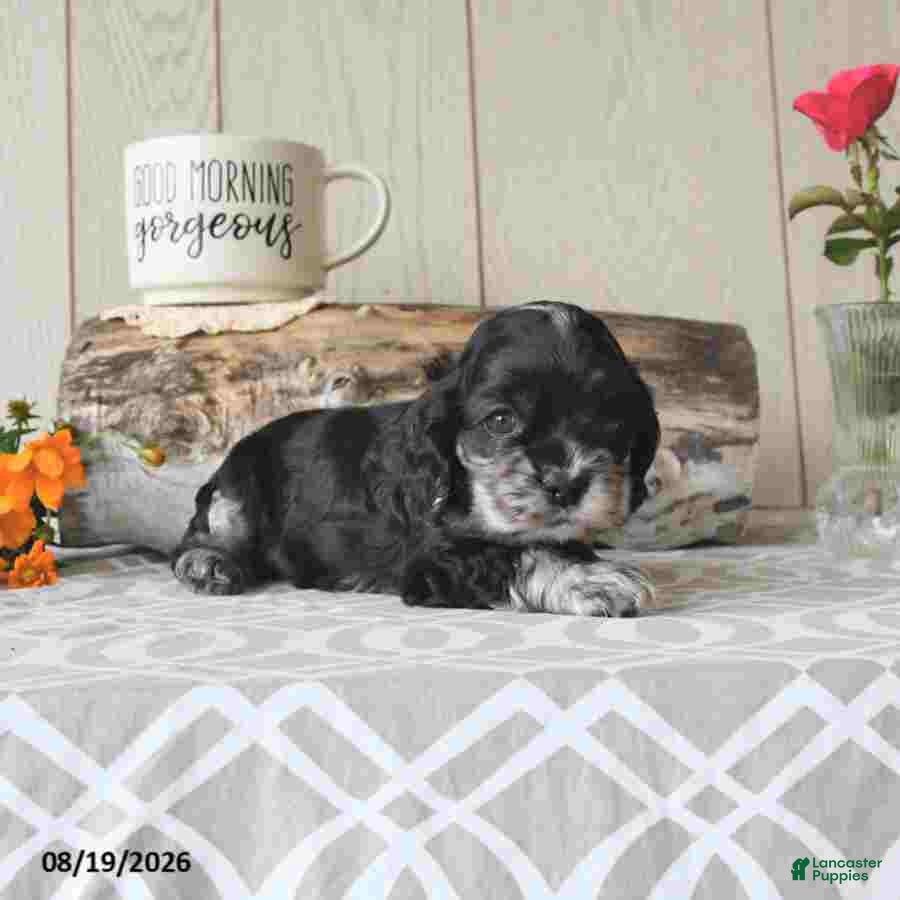 Cocker Spaniel dogs Tanisha - Ad 2