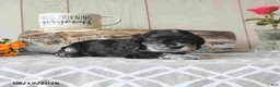Cocker Spaniel dogs for sale: Tanisha - Ad 2