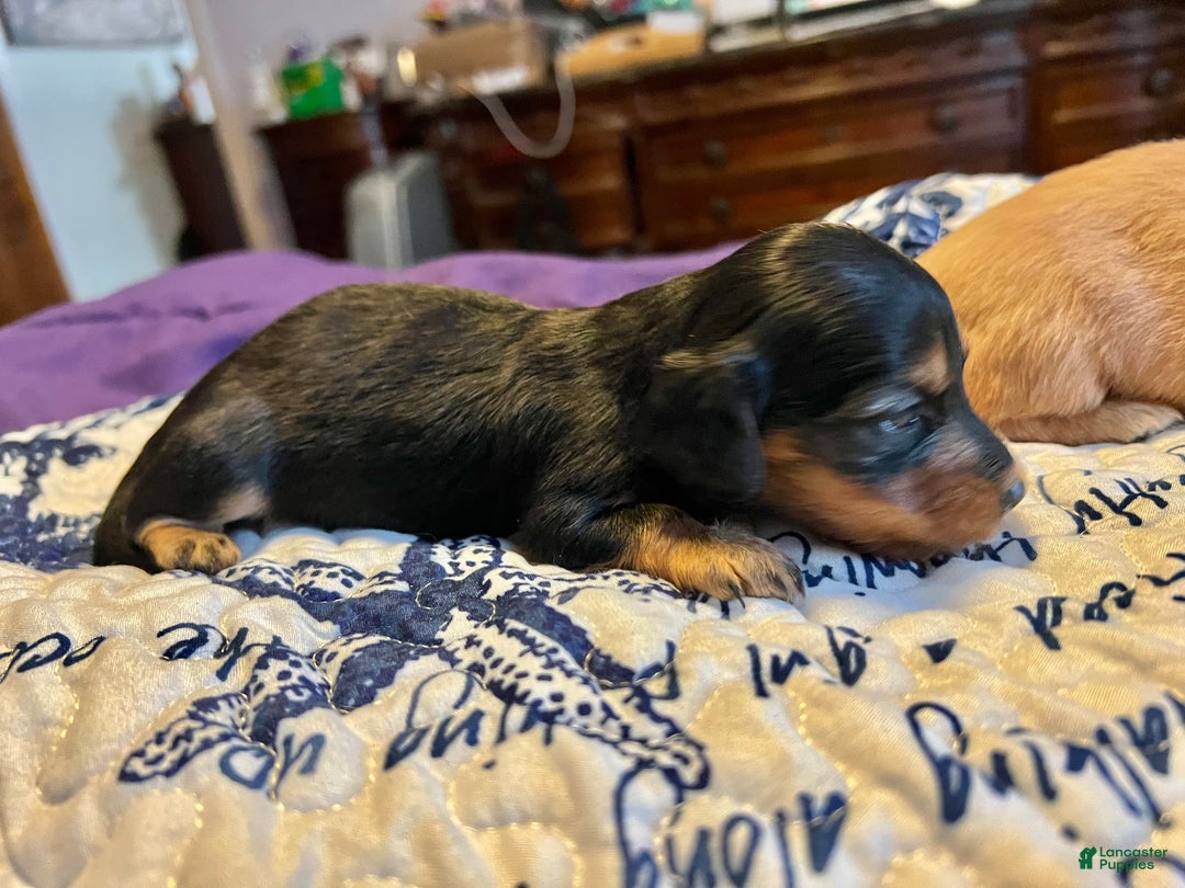 Miniature Dachshund dogs for sale: Triscuit Russian Bl tan lh f - Ad 2