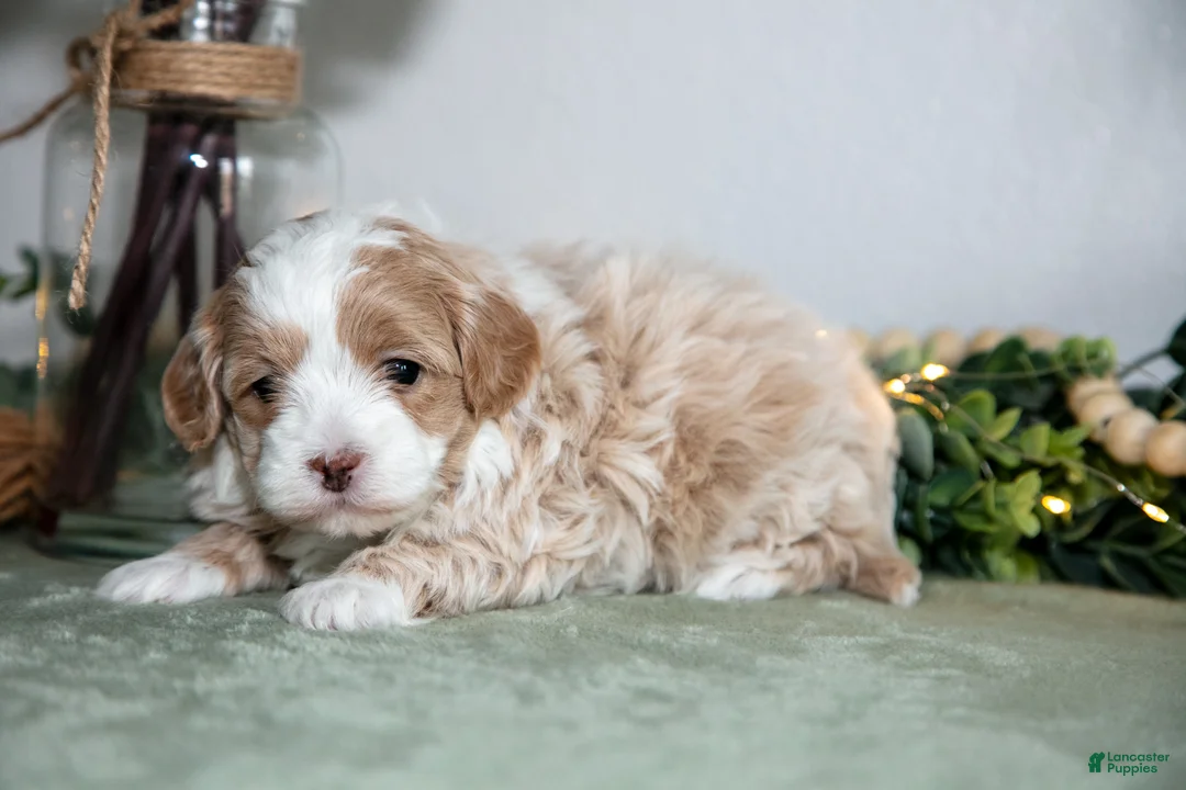 Maltipoo dogs for sale: Jimmy - Ad 1