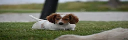 Miniature Dachshund dogs for sale: Cosmo - Ad 3