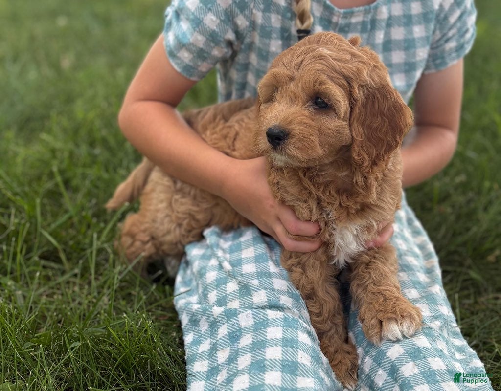 Cavapoo dogs Clover - Ad 1