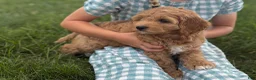 Cavapoo dogs for sale: Clover - Ad 1