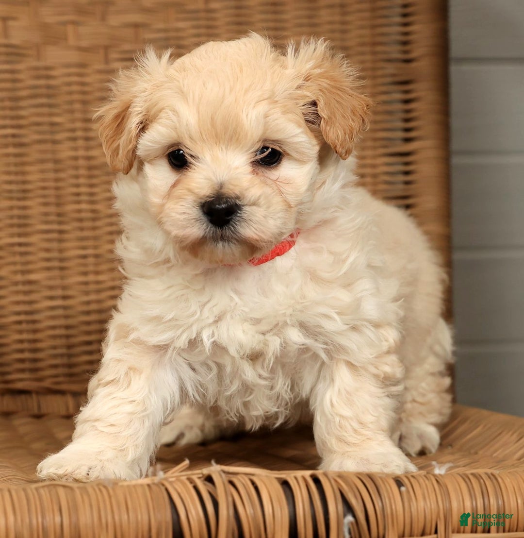 Maltipoo dogs for sale: Lexie - Ad 2