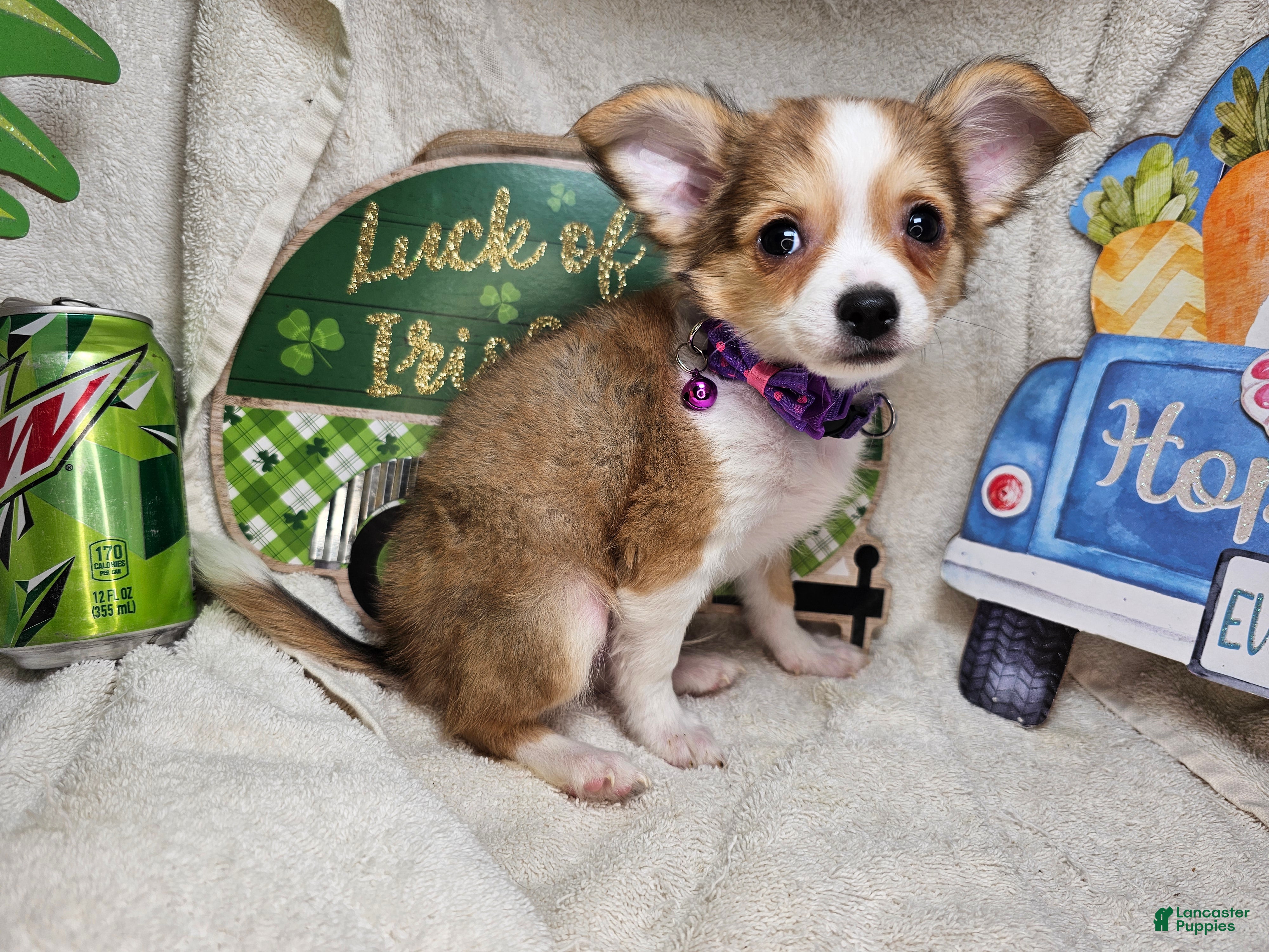 Chihuahua dogs for sale: Rangler LH - Ad 4