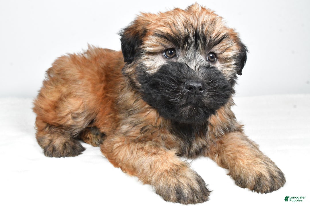 Soft Coated Wheaten Terrier dogs for sale: Sadie - Ad 8