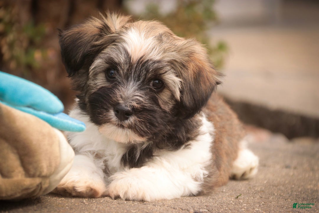 Havanese