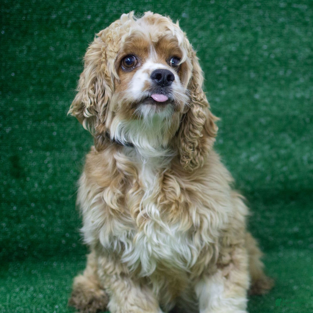 Cocker Spaniel dogs for sale: Noelle - Ad 4