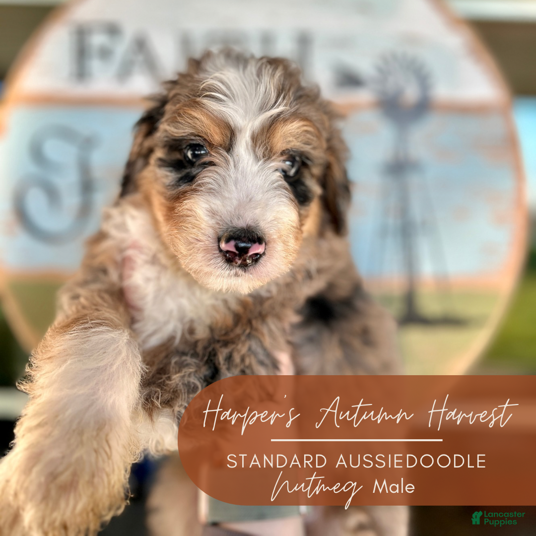 Aussiedoodle Puppies for sale in Shipshewana, Indiana Lancaster